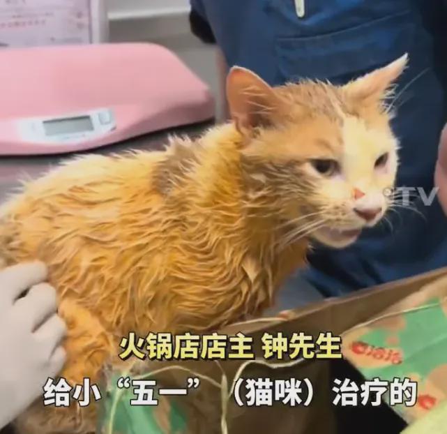 ”掉进火锅！刚刚最新消息传来……麻将胡了电子游戏猫咪“从天而降(图2)